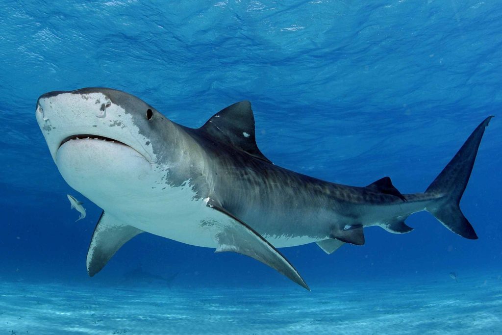 Водятся ли акулы в Персидском заливе в Дубае Тигровая акула